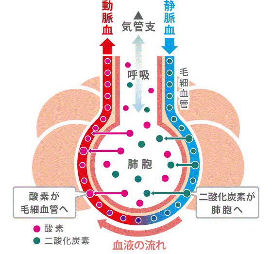 清肺湯ガス交換イラスト